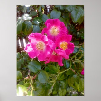 Poster Foto de Rosas