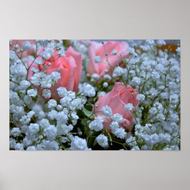 Poster Foto de Rosas Cor-de-Rosa (Frente)