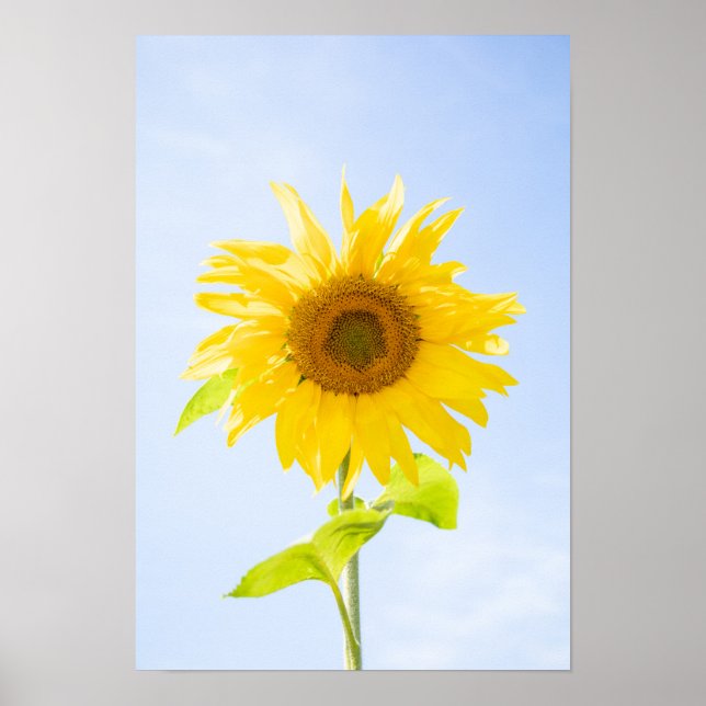 Poster Foto de Sunflower Nature (Frente)
