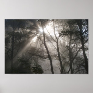 Poster Foto de Sunlight Through Trees