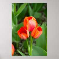 Foto de três tulipas vermelhas