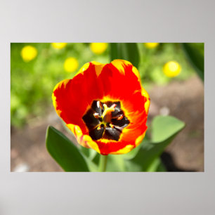 Poster Foto de Tulipa Vermelha Cuta