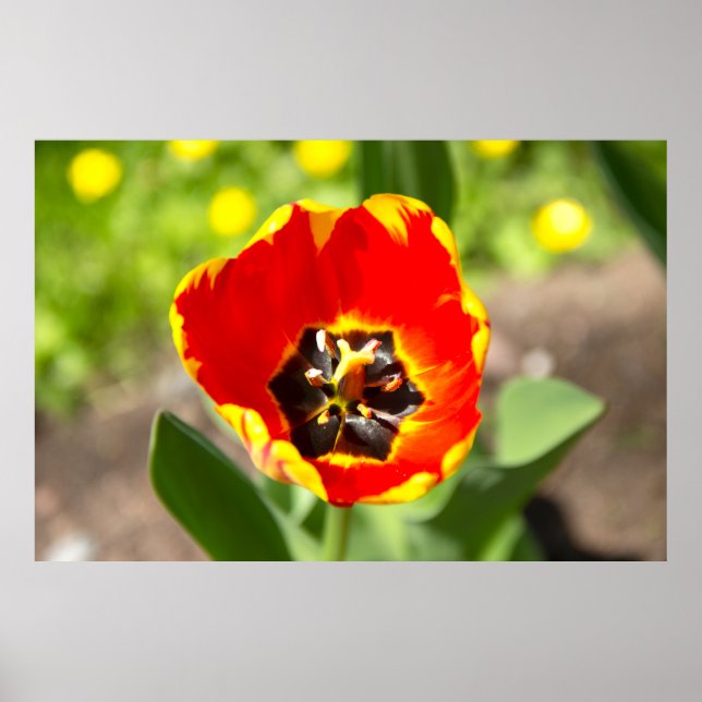 Poster Foto de Tulipa Vermelha Cuta (Frente)