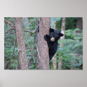 Poster Foto de um adorável filhote de urso preto numa árv
