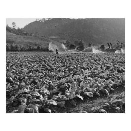 Póster Foto de um campo de cigarro em honduras