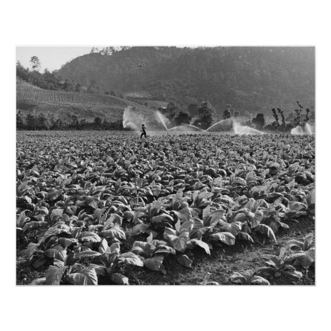 Póster Foto de um campo de cigarro em honduras (Frente)
