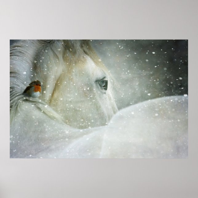 Poster Foto de um Cavalo Branco e Pássaro no inverno (Frente)
