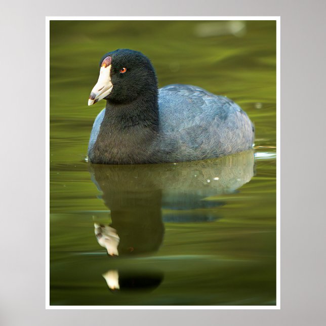 Poster Foto de vida selvagem de ave aquática com reflexo  (Frente)