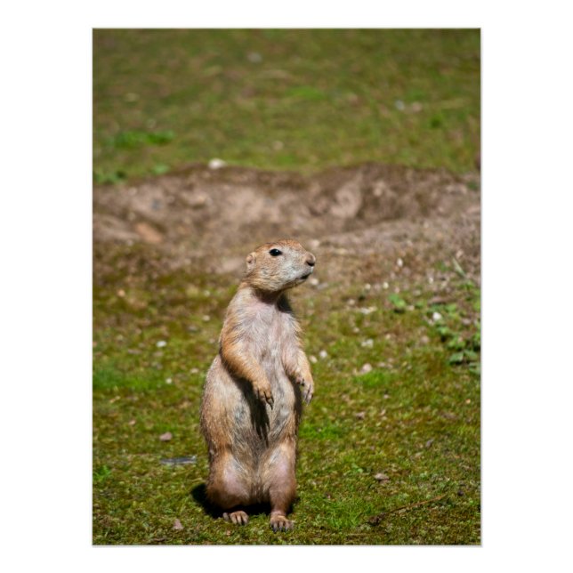 Póster Foto de Vida Selvagem de Cão-da-pradaria-de-cauda- (Frente)