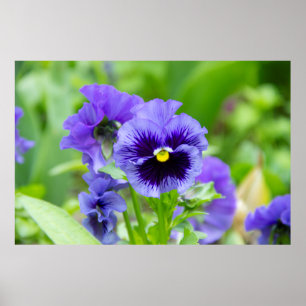 Poster Foto de violetas azuis e azul claro