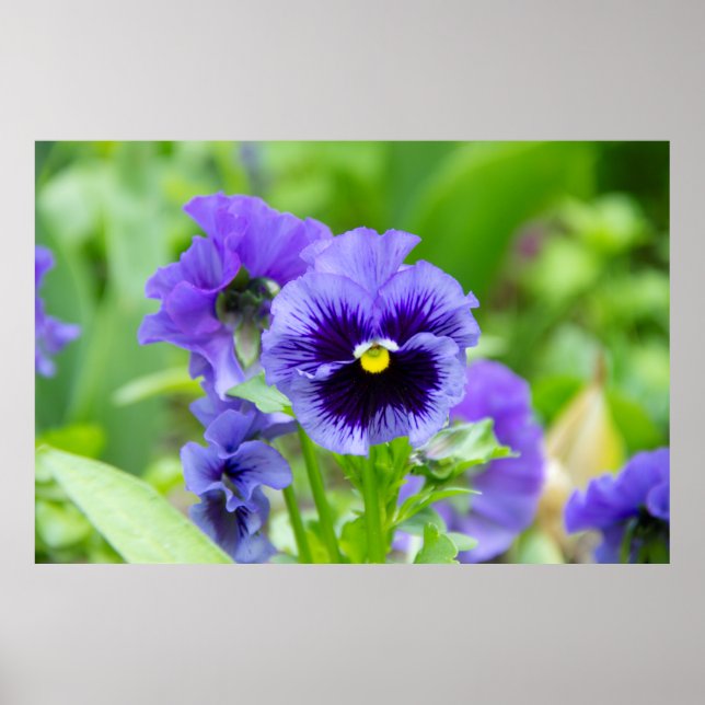 Poster Foto de violetas azuis e azul claro (Frente)
