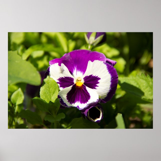 Poster Foto de violetas roxas e brancas (Frente)