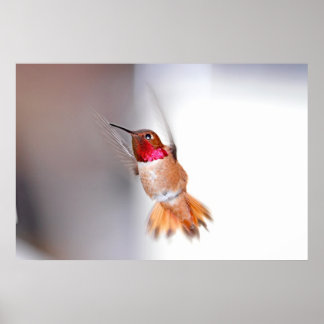 Poster Foto de Voo de Hummingbird