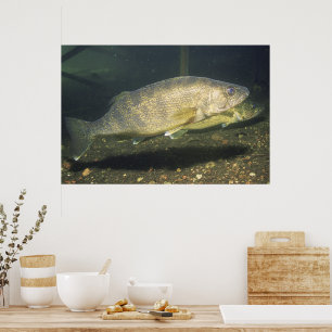 Poster Foto de Walleye no Tanque