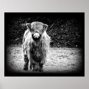 Póster Foto desgrenhado da vaca das montanhas (preto &