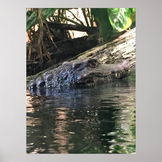 Póster Foto do Alligator (Frente)
