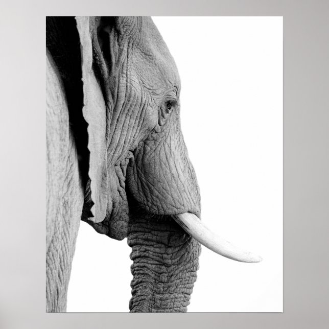 Póster Foto do animal selvagem africano, elefante branco  (Frente)