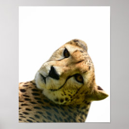 Poster Foto do animal selvagem da selva de Lepard Cheetah