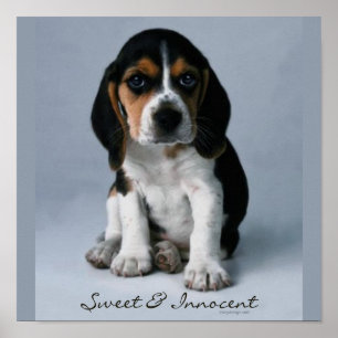 Póster Foto do cão de filhote de cachorro do lebreiro