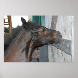 Póster Foto do cavalo