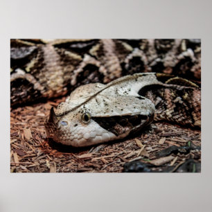 Poster Foto do cobra da víbora de Gaboon
