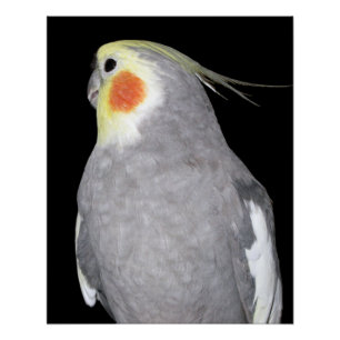 Póster Foto do Cockatiel do pássaro do animal de
