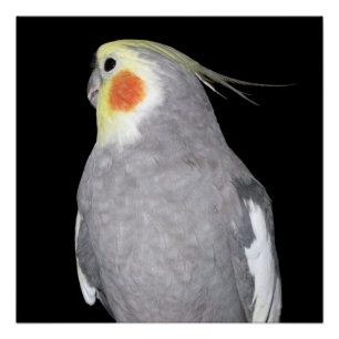 Póster Foto do Cockatiel do pássaro do animal de