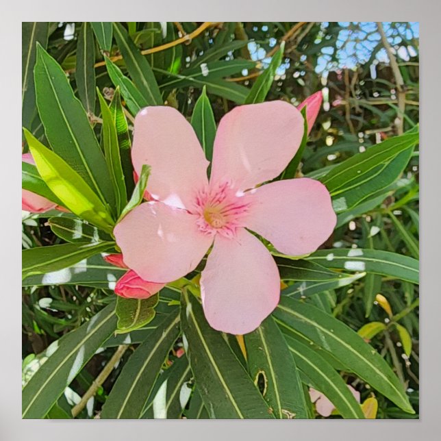 Poster Foto do Desert Willow Flower (Frente)