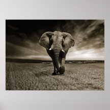 Foto do Elefante Bull Wildlife