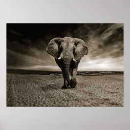 Poster Foto do Elefante Bull Wildlife