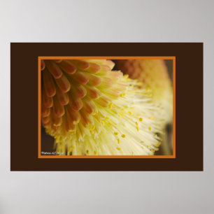Póster Foto do Fim-Acima da flor do póquer encarnado do
