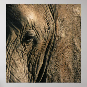 Póster Foto do Fim-acima do olho do elefante africano