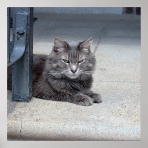 Póster Foto do Gato Maine Coon