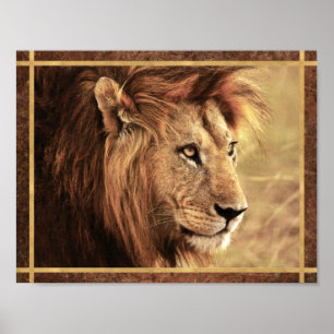 Poster Foto do Lion Sideway Maiestosa