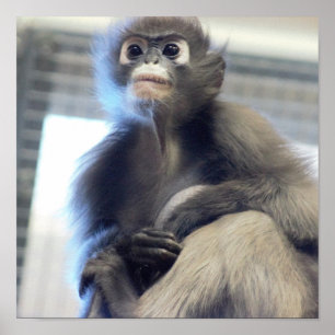 Póster Foto do macaco