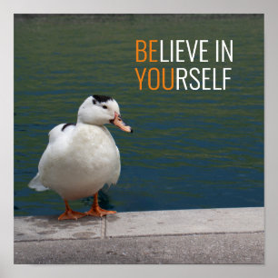 Poster Foto do Pato Branco Mallard