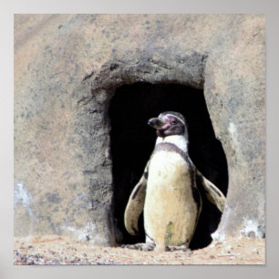 Poster Foto do pinguim