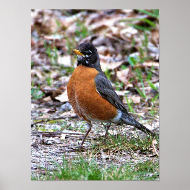 Poster Foto do Robin (Frente)