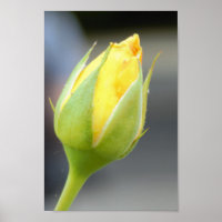 Foto do Rosebud Amarelo
