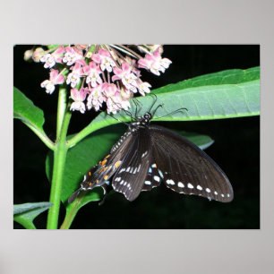 Póster Foto do Swallowtail Negro da Borboleta Noturna