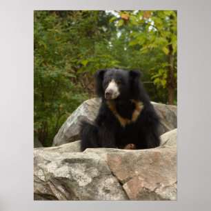 Póster Foto do urso de preguiça