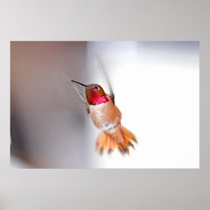 Poster Foto do vôo do colibri