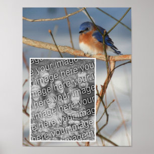 Poster Foto do Winter Bluebird Crie sua própria foto