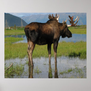 Póster Foto dos Antlers dos alces de Alaska Bull