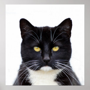 Póster Foto dos gatos pretos