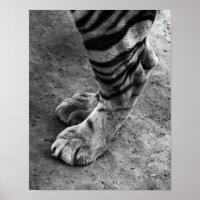 Foto em preto-e-branco Tigre