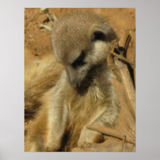 Poster Foto encantadora de um Meerkat