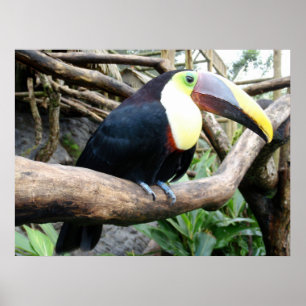 Póster Foto enorme de um Toucan bonito!