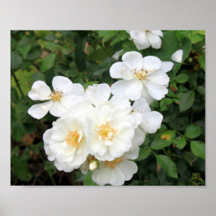 Póster Foto Floral de bonito Rosas Brancas