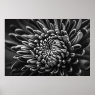 POSTER FOTO GRAYSCALE DE CRISSANTEMUM